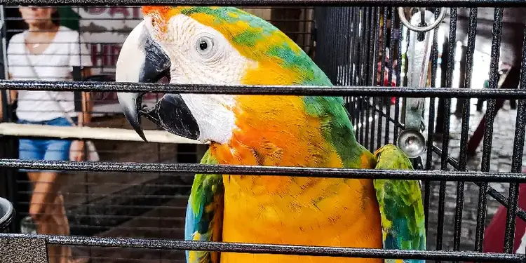 Homens presos por crimes ambientais em Niterói